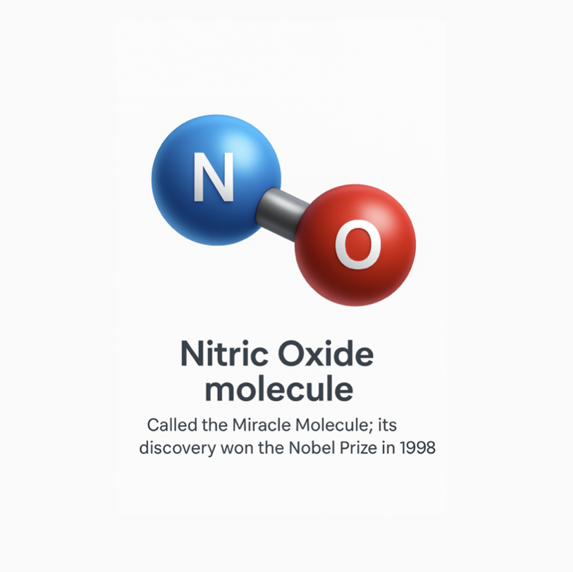 The nitric oxide (NO) molecule