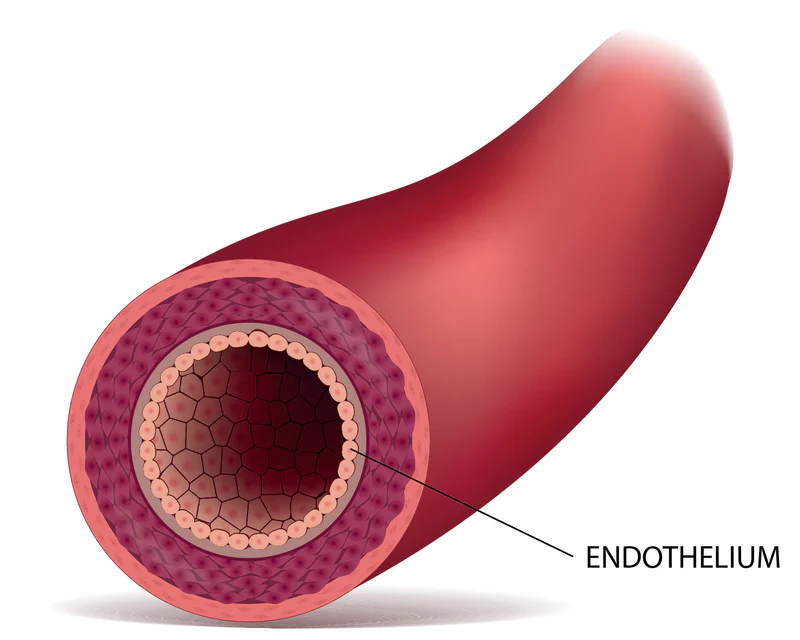 Cross-section illustration of the endothelium — the single-cell lining of a blood vessel where nitric oxide is produced