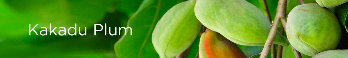 Kakadu Plum